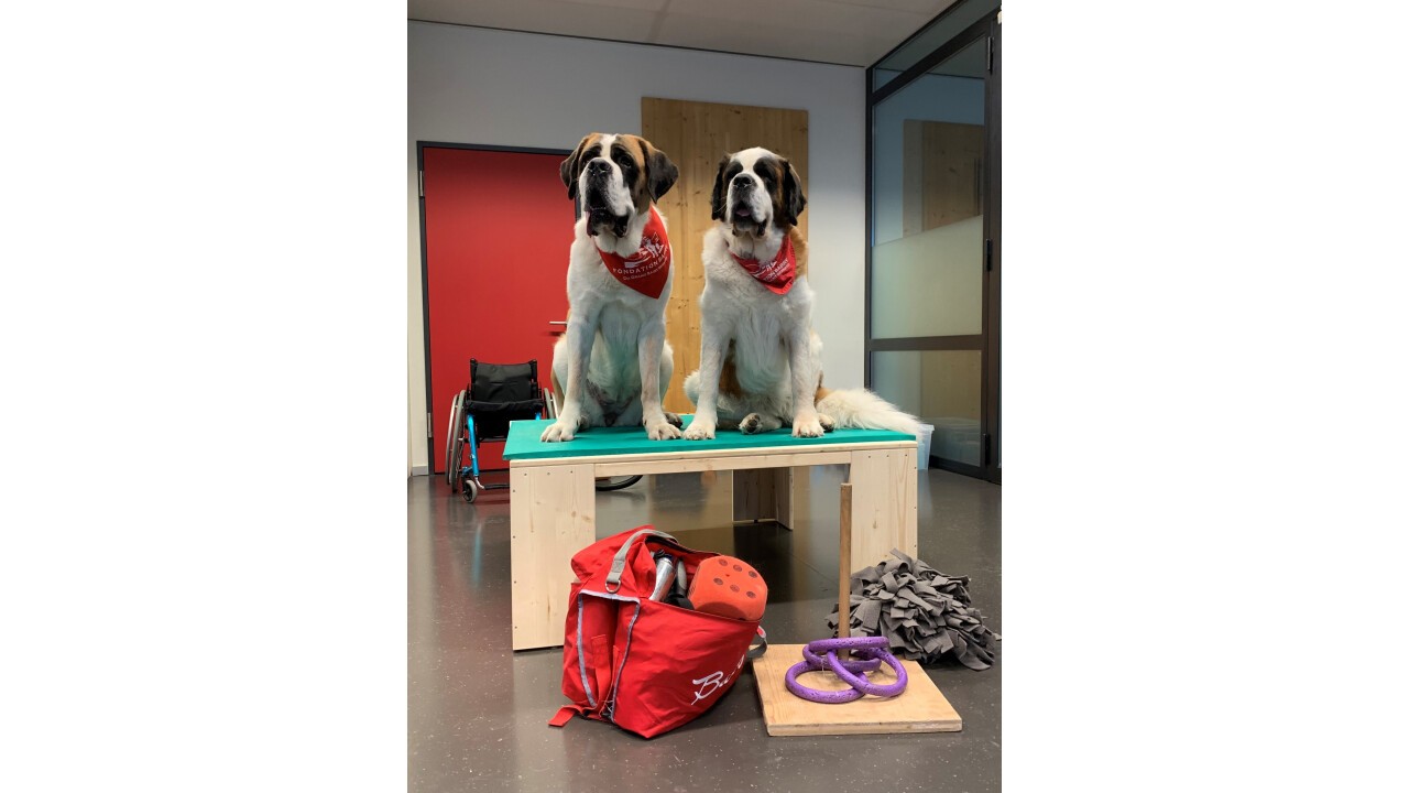 Ziva und Alba im Einsatz in der SUVA Klinik, Sion, Wallis