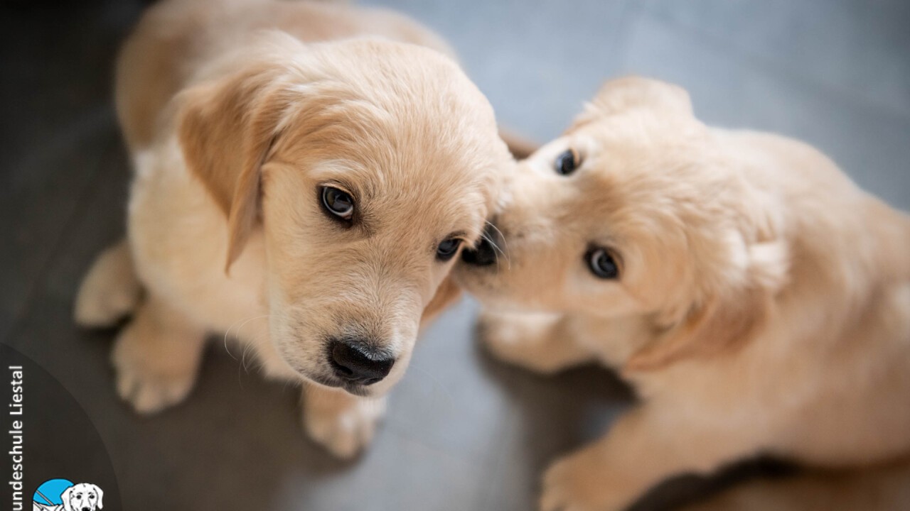 ob Golden Retriever, ...