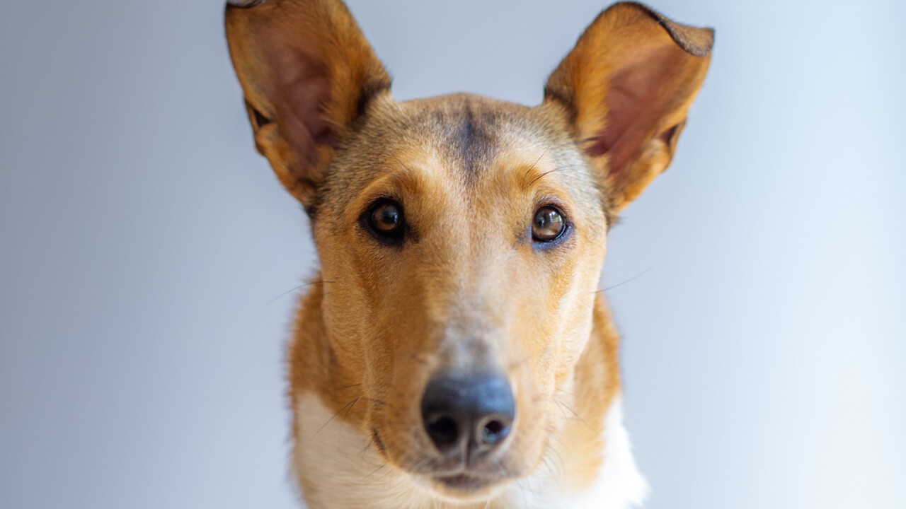 Kurzhaarcollie, oder noch viele weitere Rassen. Wir lieben die Einzigartigkeit und Individualität unserer Hunde. 