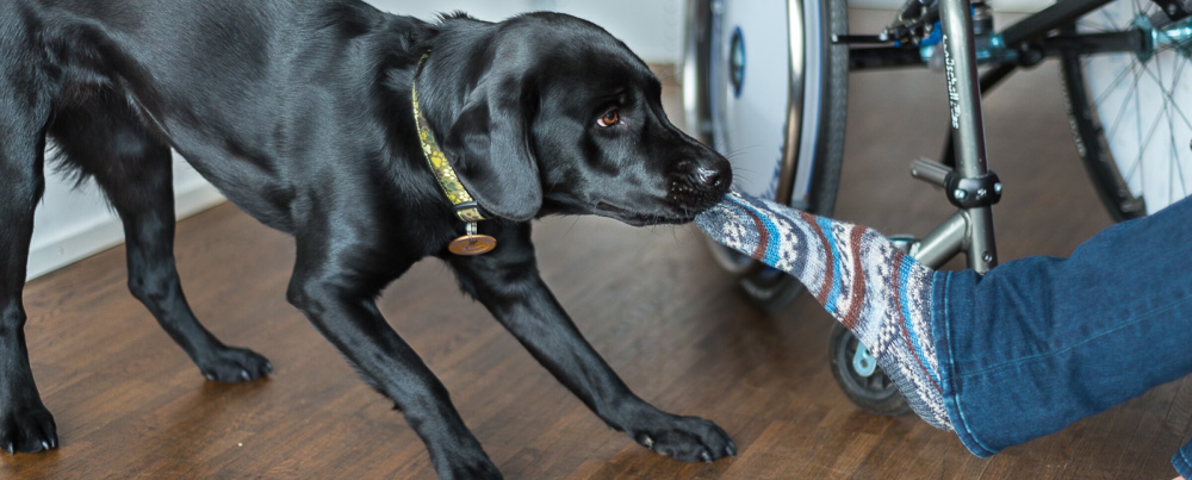 Stiftung Schweizerische Schule für Blindenführhunde